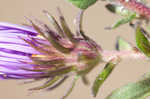 New England aster